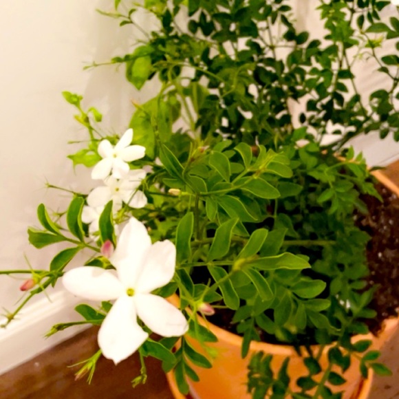 Meet your Posher, Diore - Picture 1 of 1